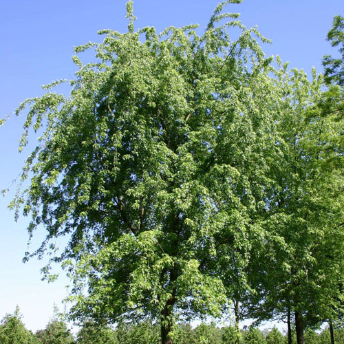 Acer laciniatum