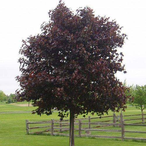 Acer platanoide crimson king
