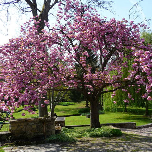 Cerisier à fleurs pleureur