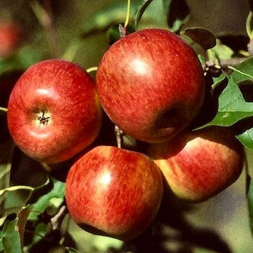 Fruitiers - Abricotier, pêchers, nectariniers, poiriers, cerisiers, pruniers ou pommiers ; consommez les produits de sa propre récolte est un vrai bonheur...