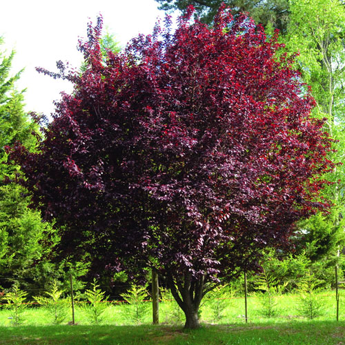 Prunus cerasifera nigra